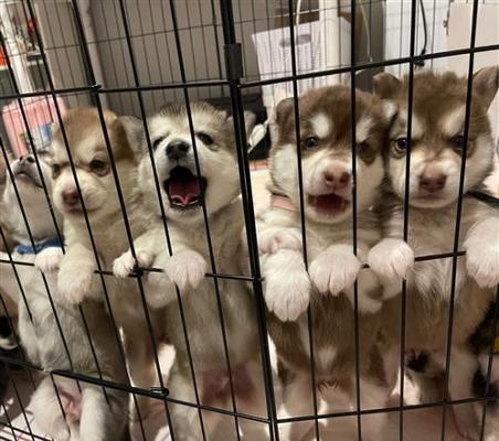 alaskan malamute puppy looking for a forever home